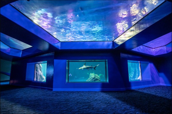Georgia Aquarium Debuts Spectacular Shark Gallery