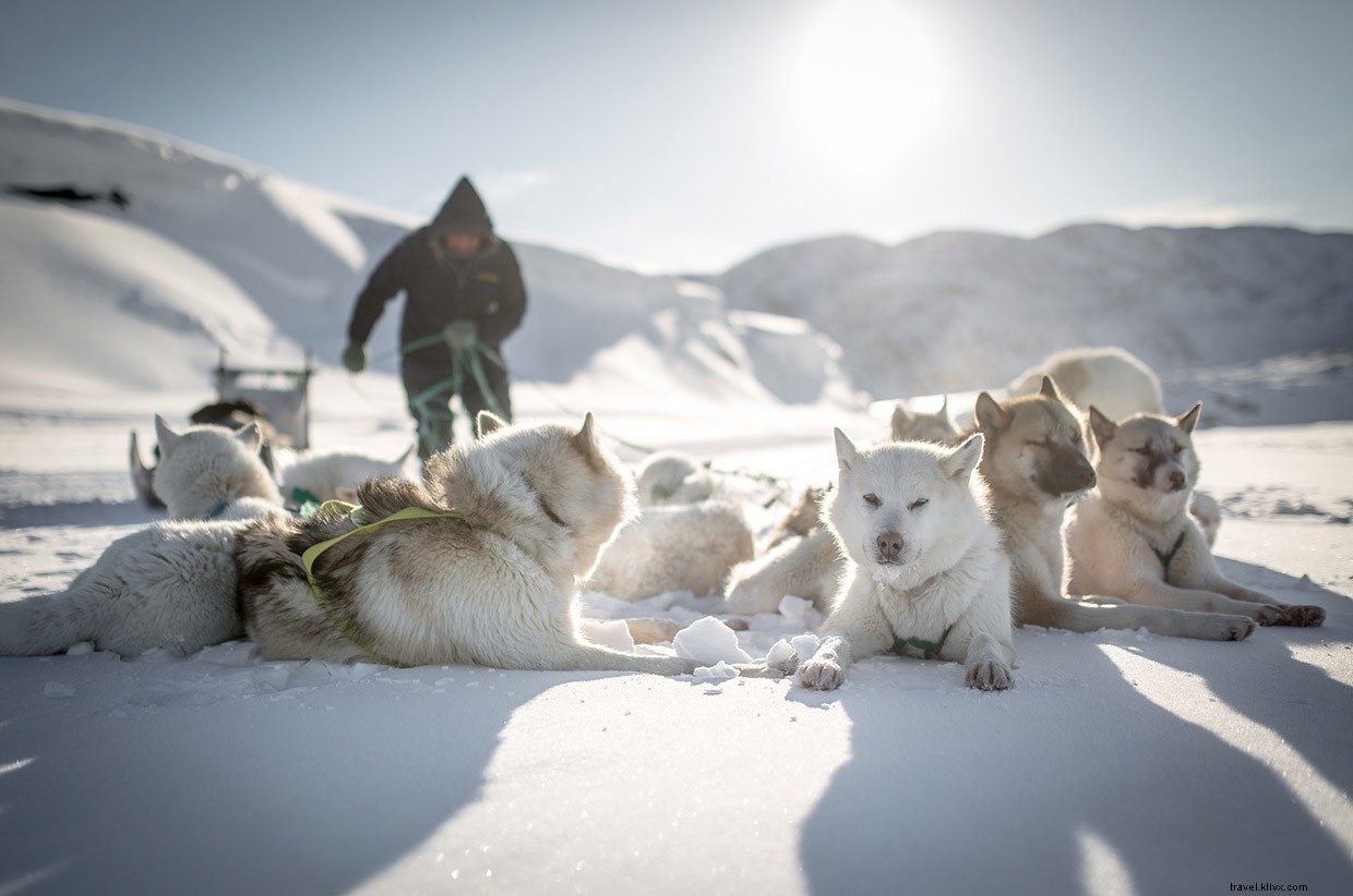 Pushing Through the Snow: Our Dog Sled Journey to Greenland s Crimson Hut
