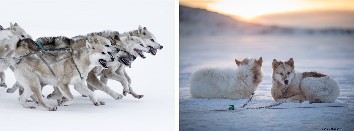 Pushing Through the Snow: Our Dog Sled Journey to Greenland s Crimson Hut
