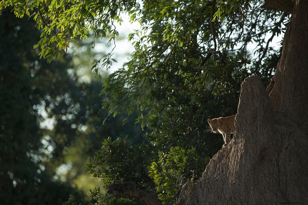 Leopard Tales: A Night at the African Safari Park