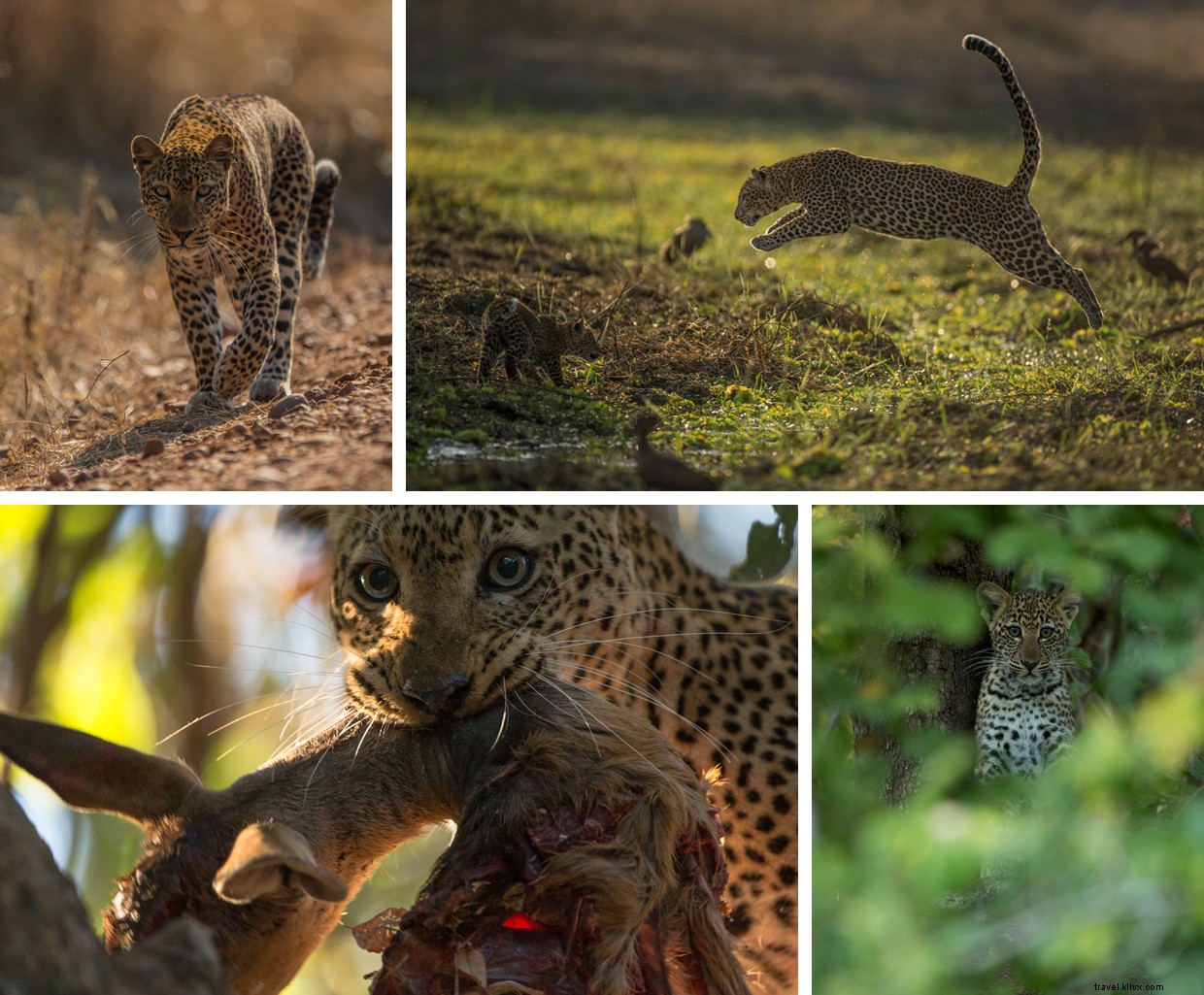Leopard Tales: A Night at the African Safari Park