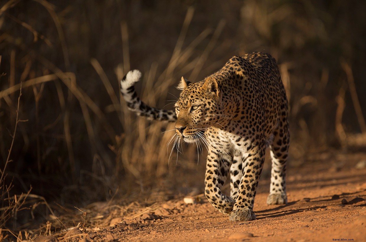 Leopard Tales: A Night at the African Safari Park
