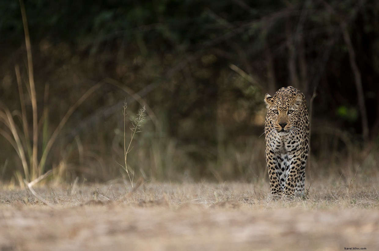 Leopard Tales: A Night at the African Safari Park