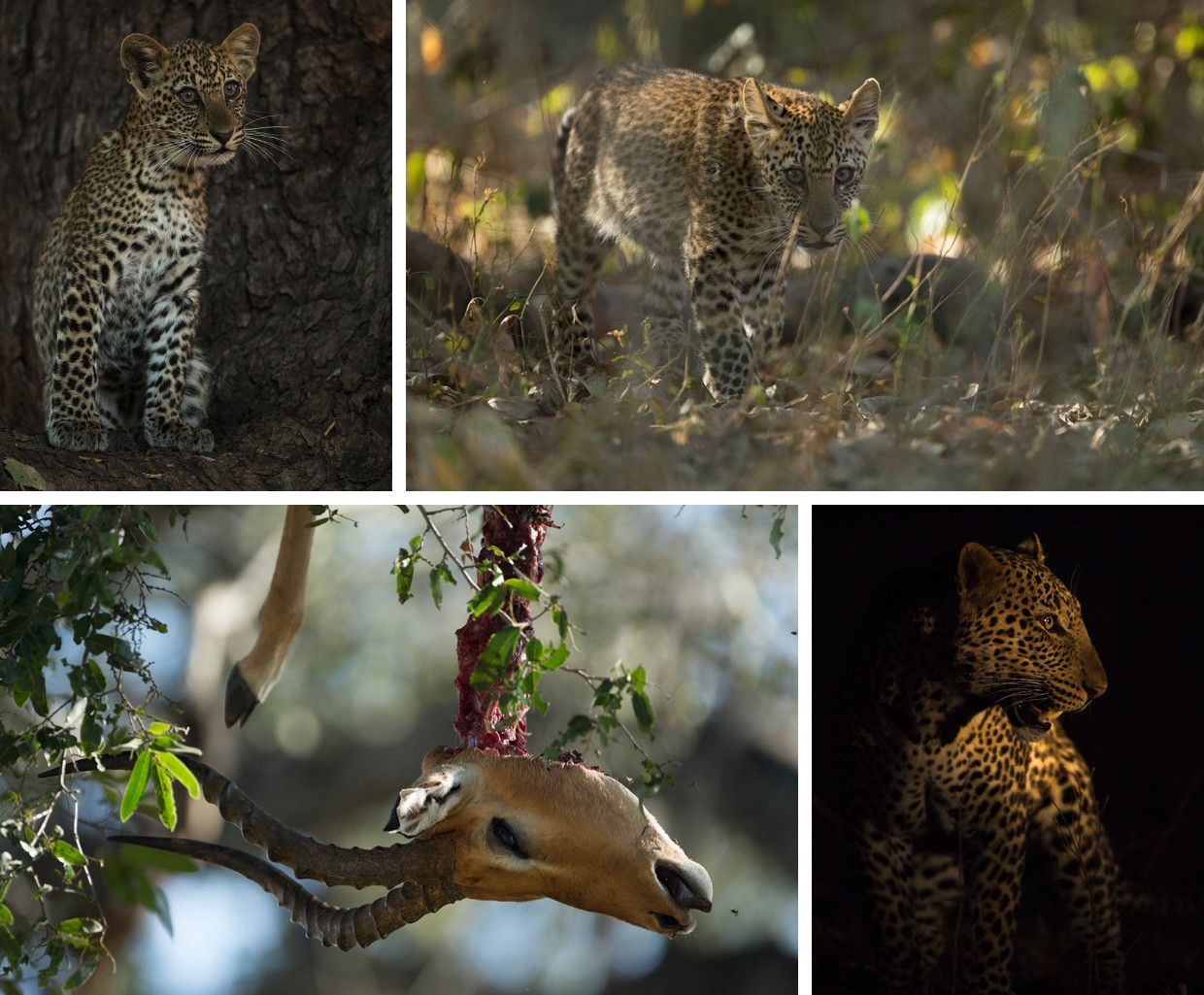 Leopard Tales: A Night at the African Safari Park