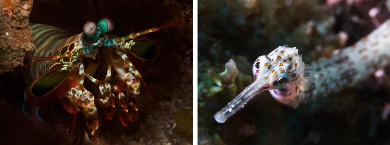 Surviving Mozambique s Perilous Coasts: A Diver s Perspective