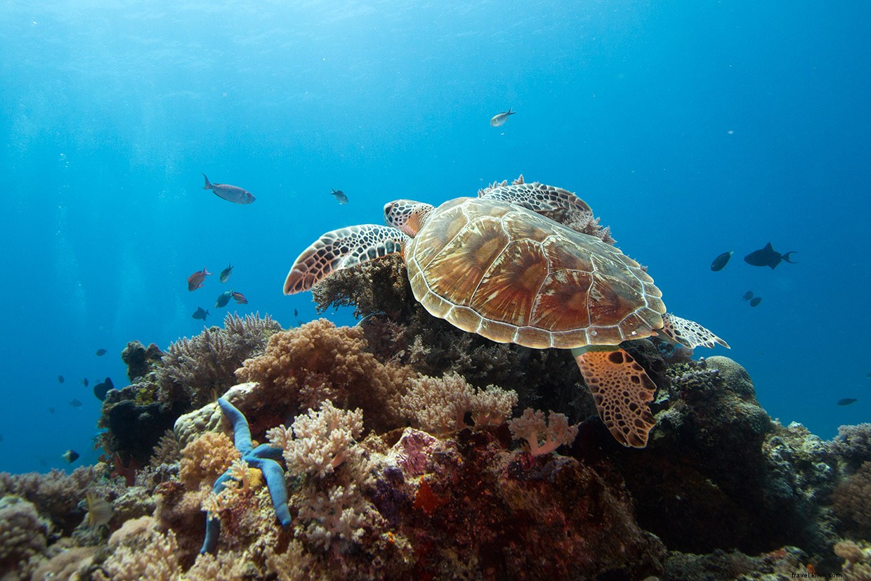 Surviving Mozambique s Perilous Coasts: A Diver s Perspective