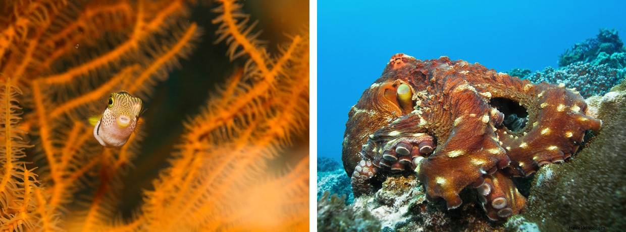 Surviving Mozambique s Perilous Coasts: A Diver s Perspective