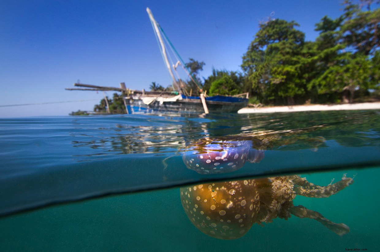 Surviving Mozambique s Perilous Coasts: A Diver s Perspective