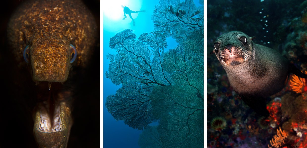 Surviving Mozambique s Perilous Coasts: A Diver s Perspective