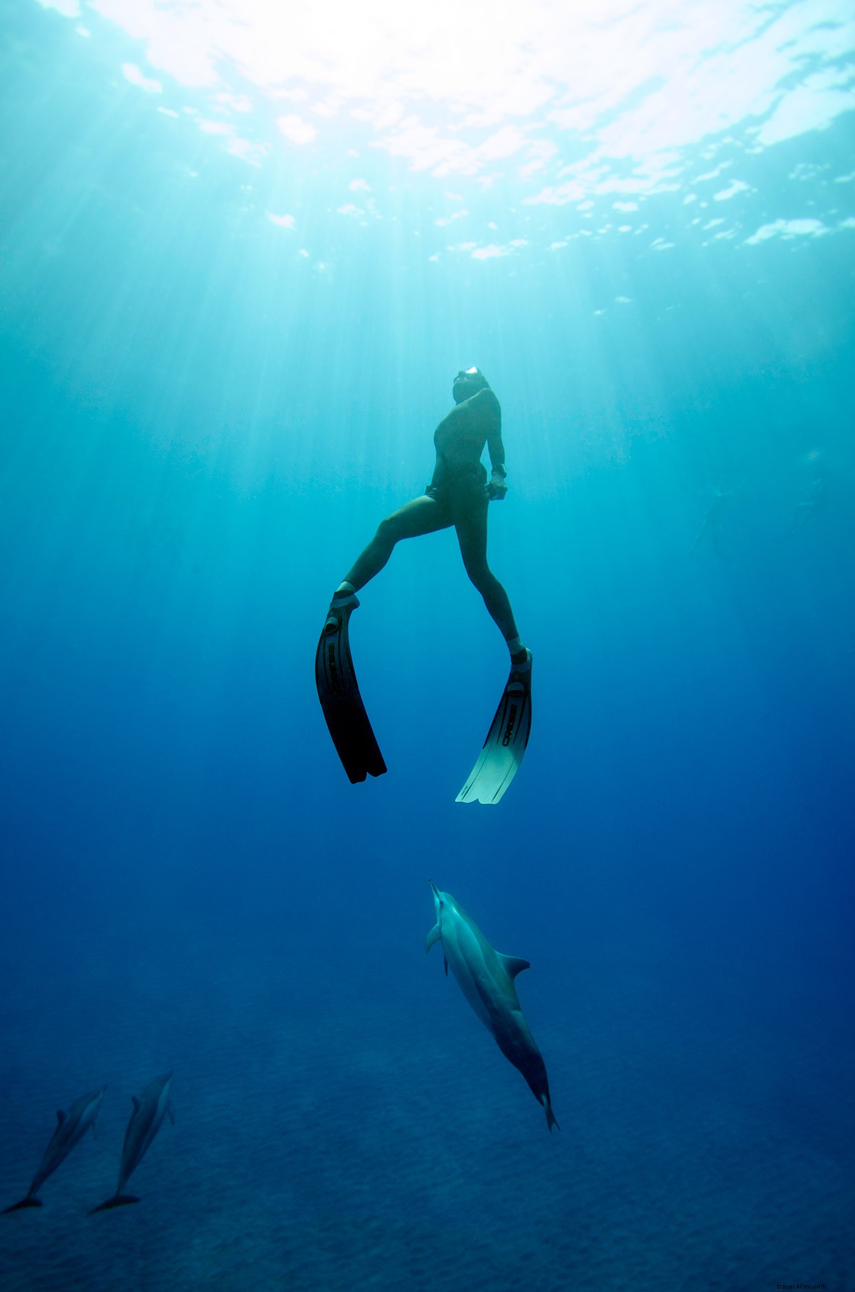 The Freediver s Journey: Exploring Oceans on a Single Breath