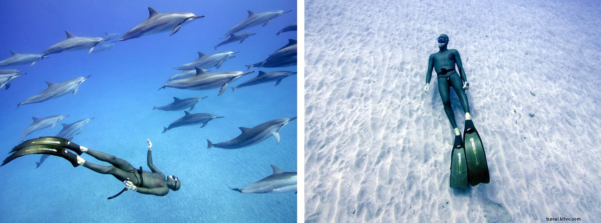 The Freediver s Journey: Exploring Oceans on a Single Breath