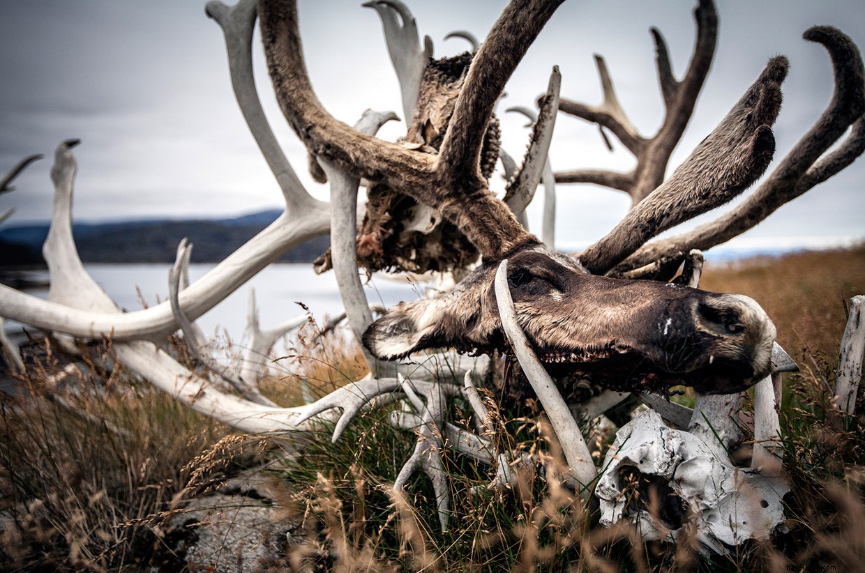 Rugged Reality: Life in Remote Arctic Adventures