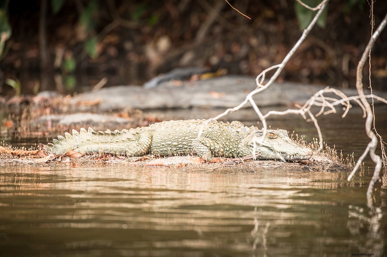 The Intriguing World of Snake Charming: A Jungle Adventure