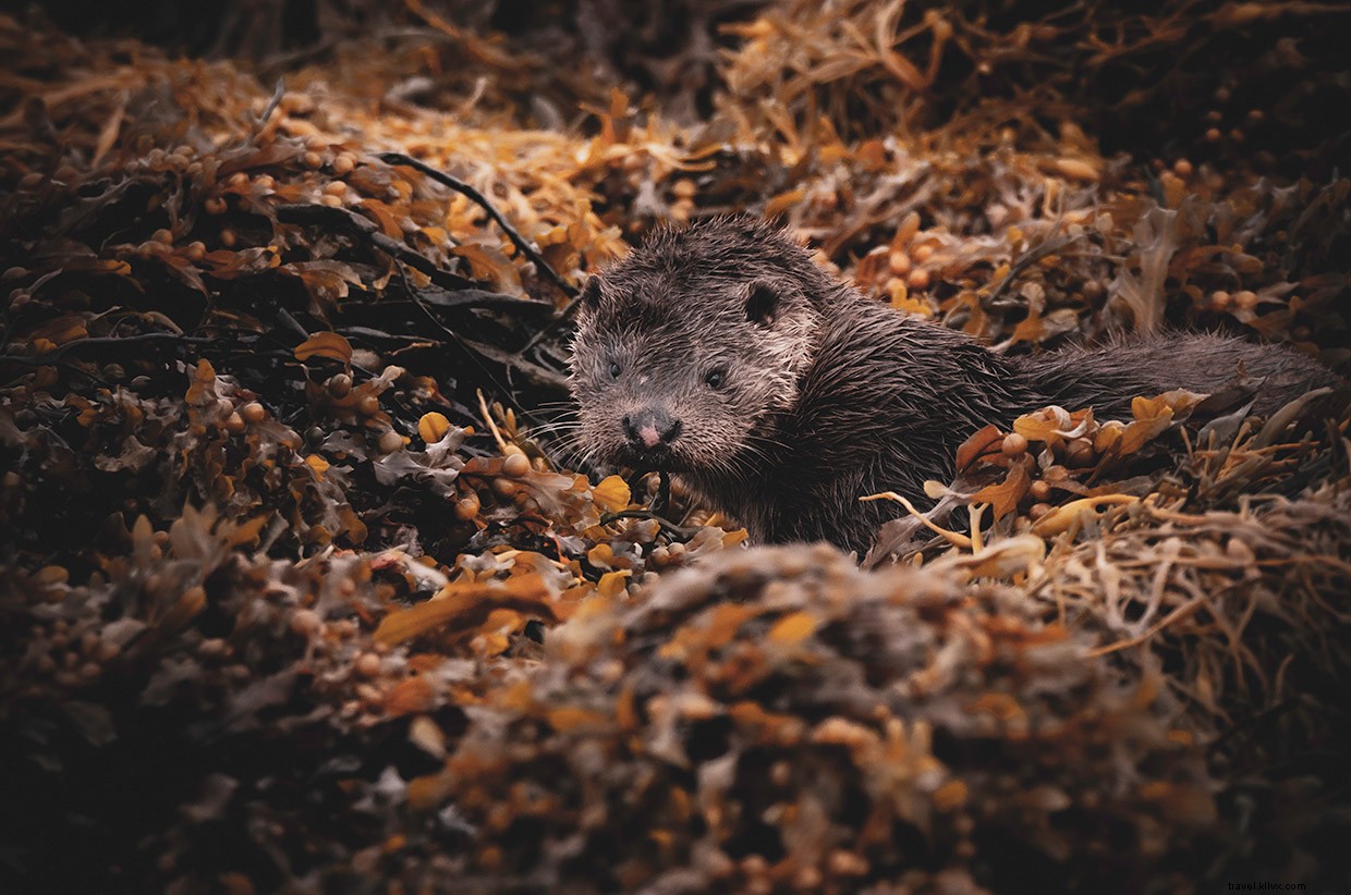 Exploring the Golden Eagle on Islay’s Oa Reserve