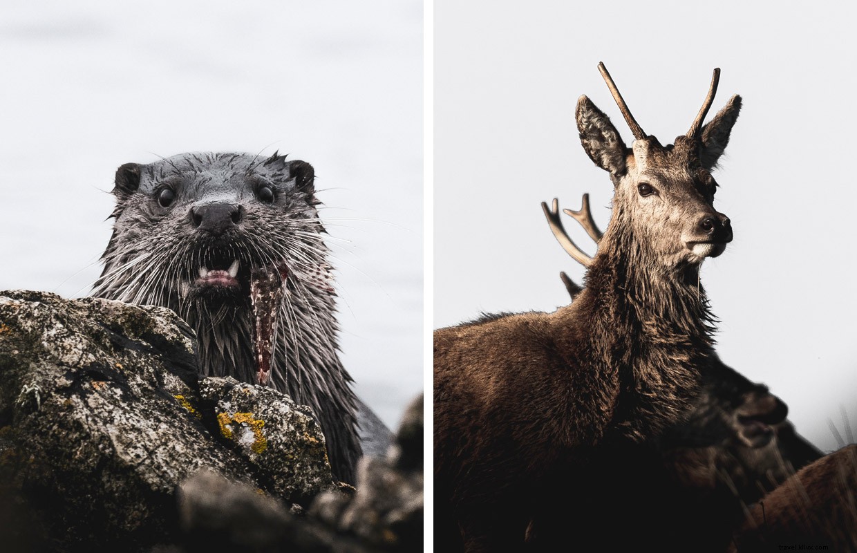 Exploring the Golden Eagle on Islay’s Oa Reserve