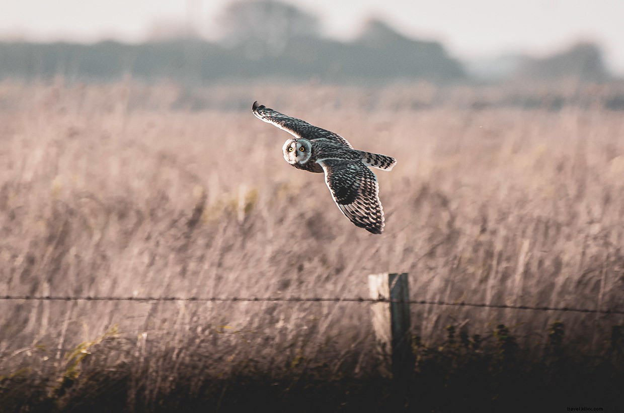 Exploring the Golden Eagle on Islay’s Oa Reserve