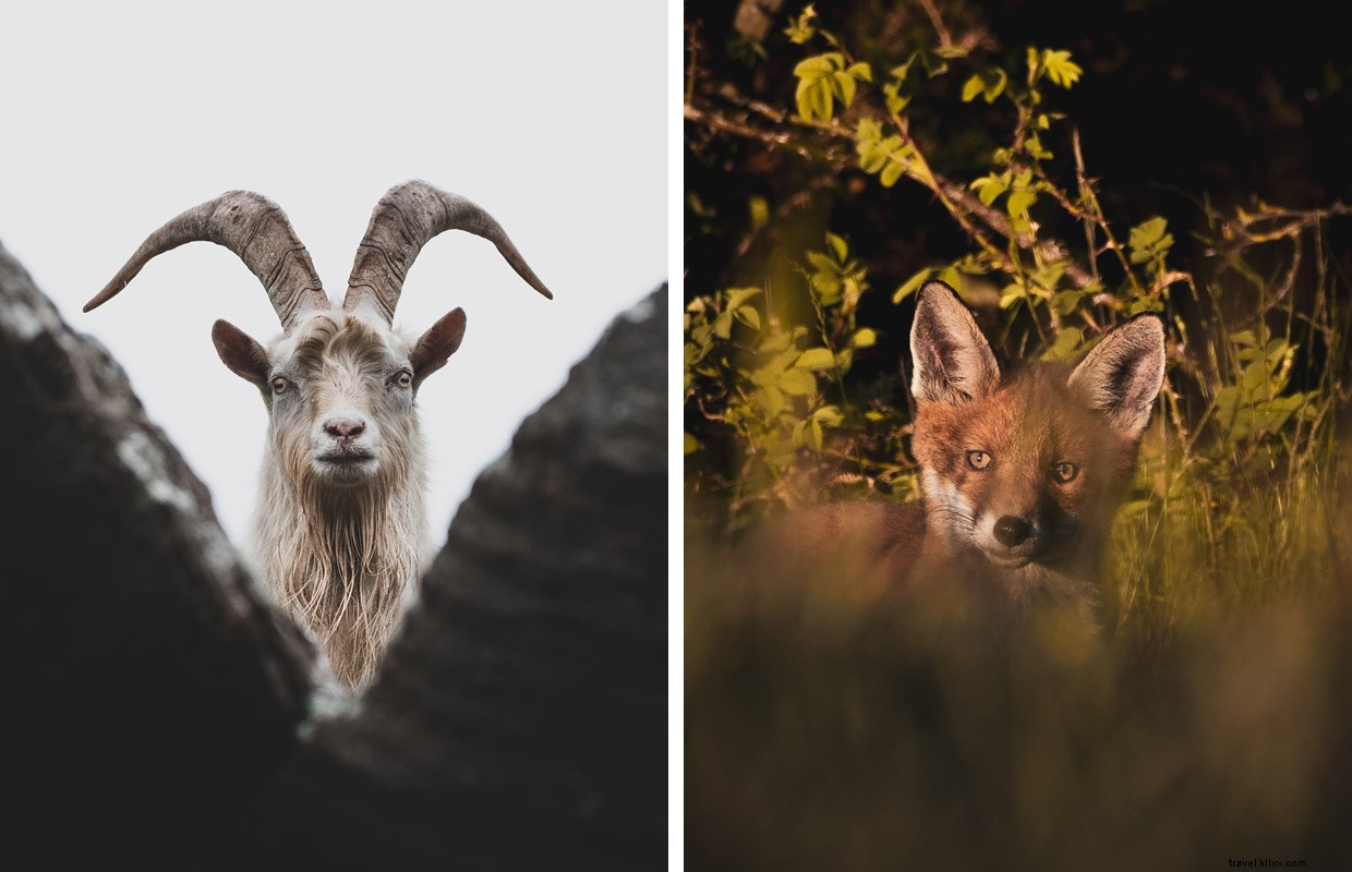 Exploring the Golden Eagle on Islay’s Oa Reserve