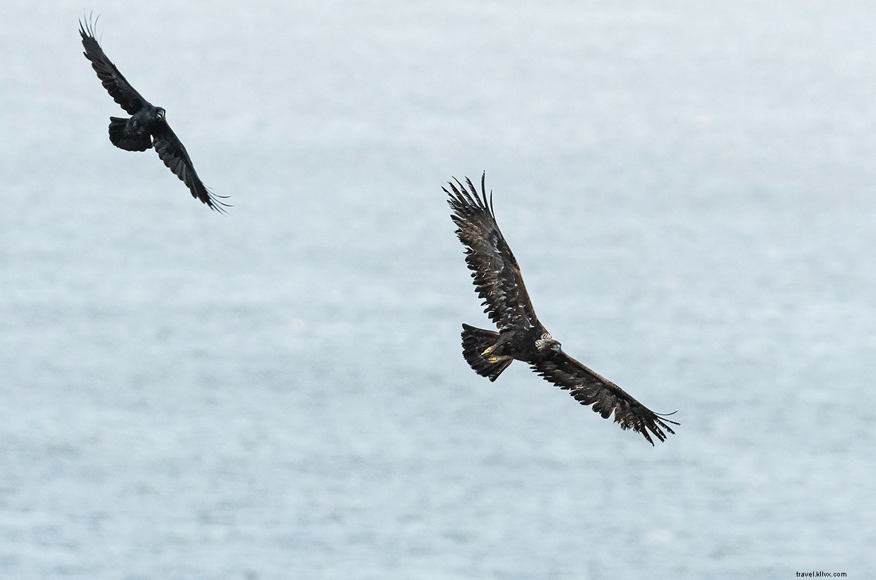 Exploring the Golden Eagle on Islay’s Oa Reserve
