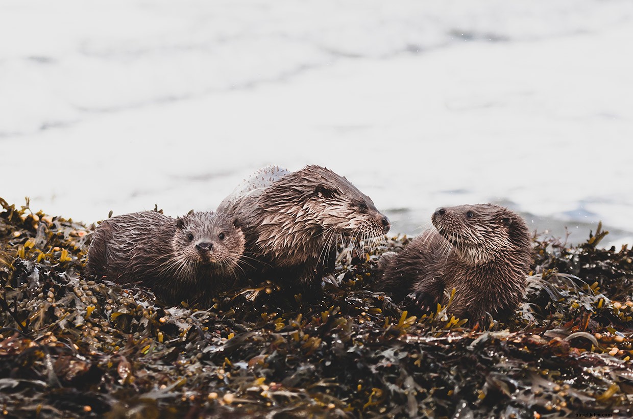 Exploring the Golden Eagle on Islay’s Oa Reserve