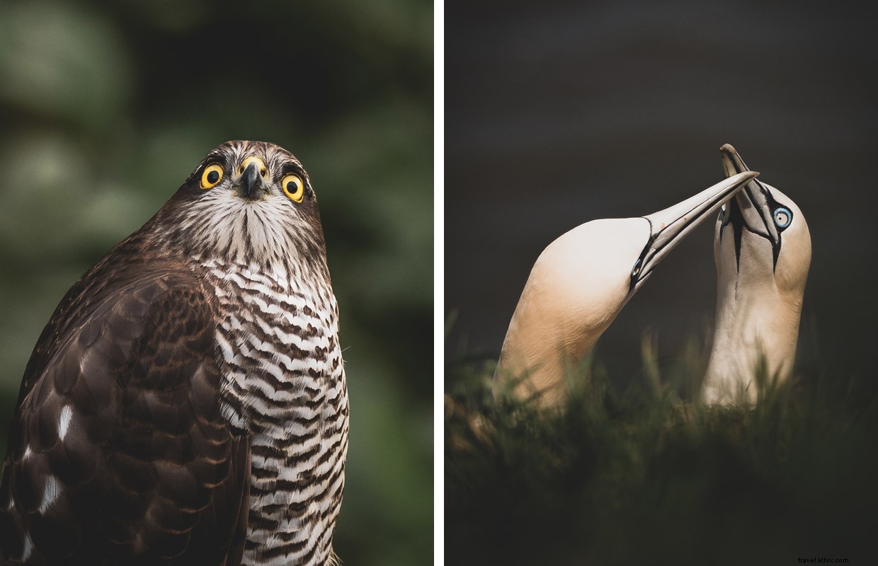 Exploring the Golden Eagle on Islay’s Oa Reserve
