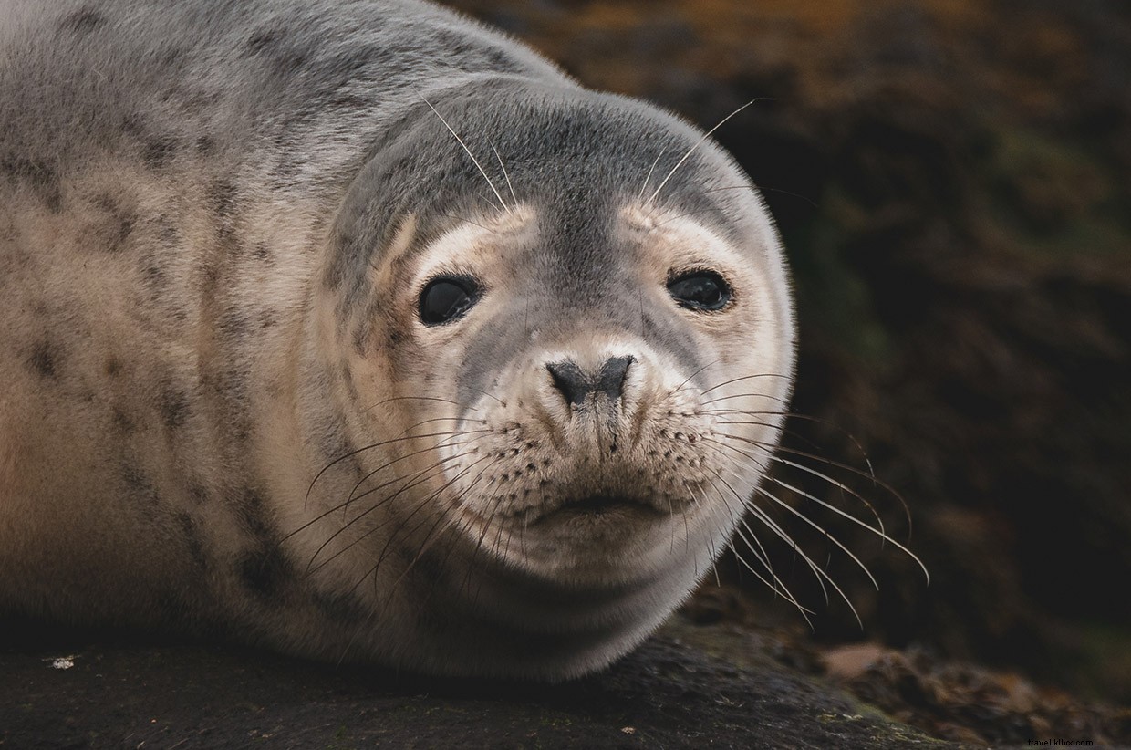 Exploring the Golden Eagle on Islay’s Oa Reserve