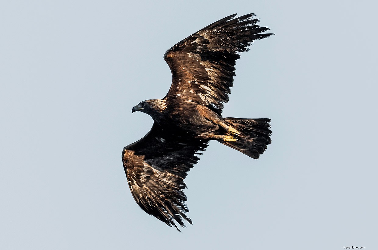 Exploring the Golden Eagle on Islay’s Oa Reserve