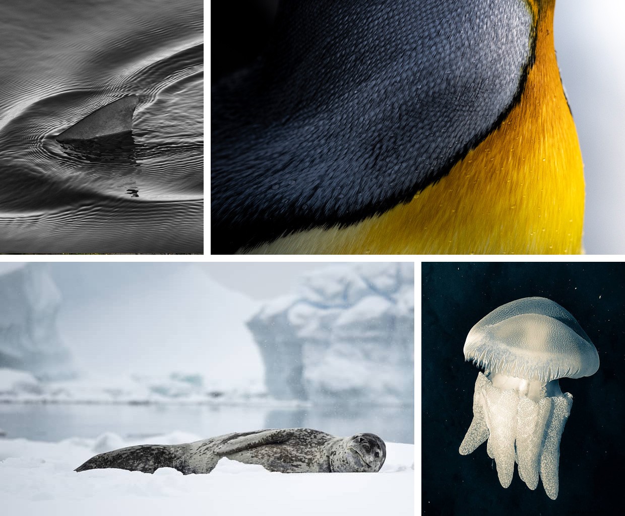 The Pursuit of Quiet: Harnessing Silence for Mental Health and Wildlife Conservation