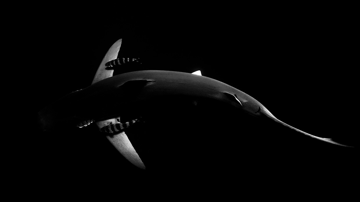 The Pursuit of Quiet: Harnessing Silence for Mental Health and Wildlife Conservation