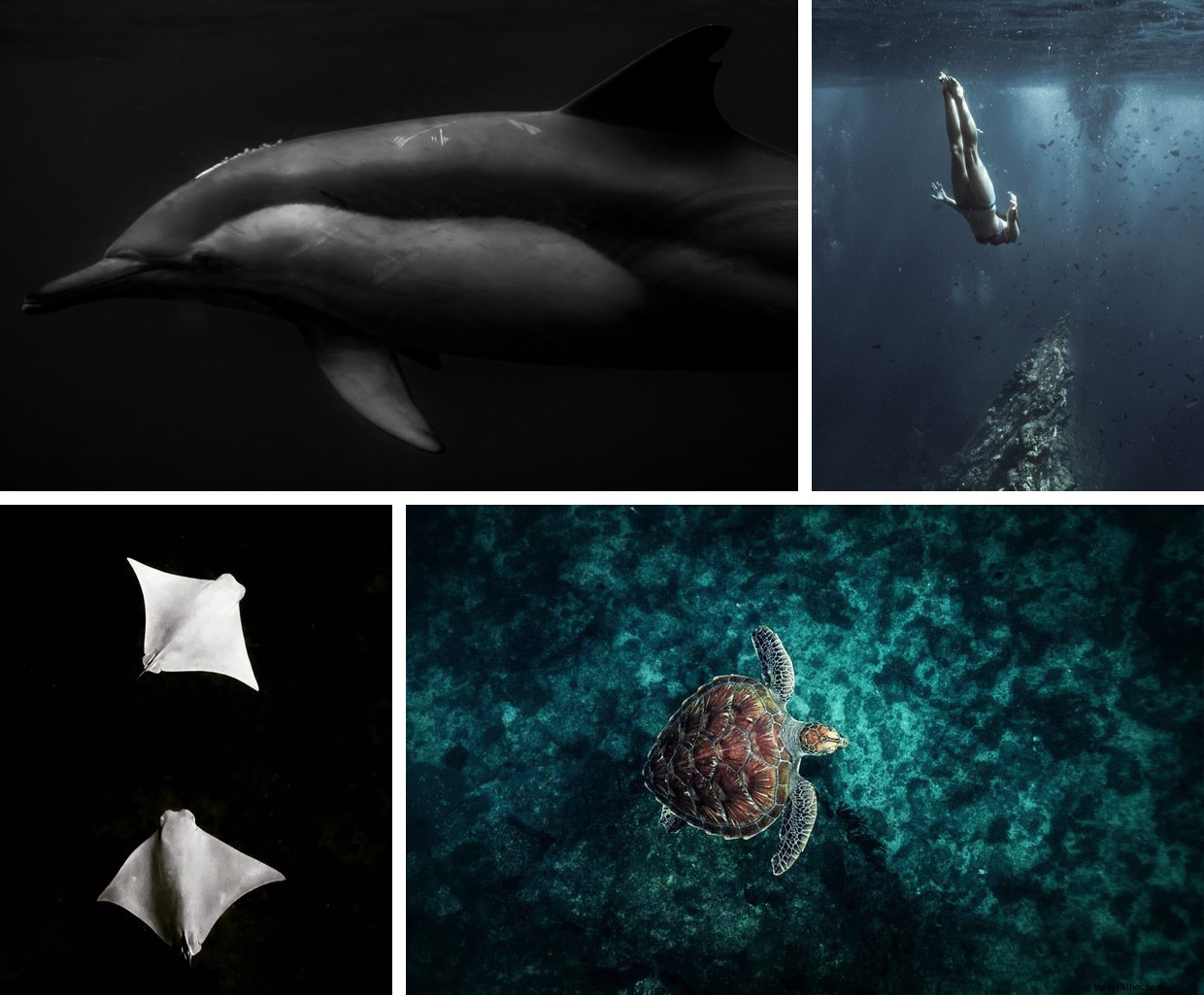 The Pursuit of Quiet: Harnessing Silence for Mental Health and Wildlife Conservation