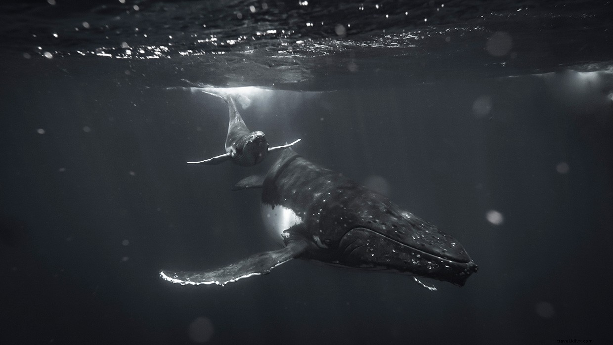 The Pursuit of Quiet: Harnessing Silence for Mental Health and Wildlife Conservation