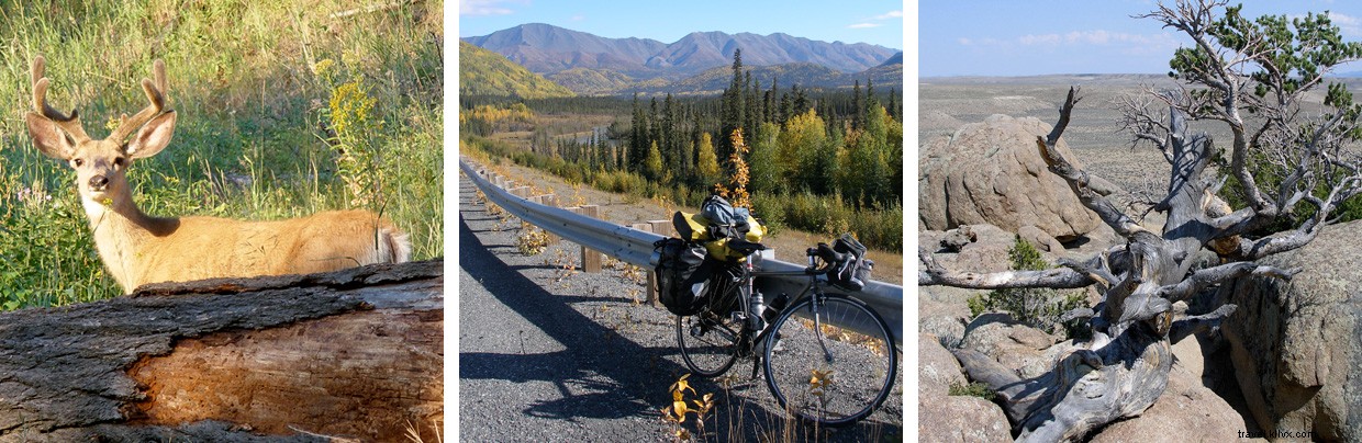 Understanding the Carbon Cycle: Earth s Vital Energy Pathways