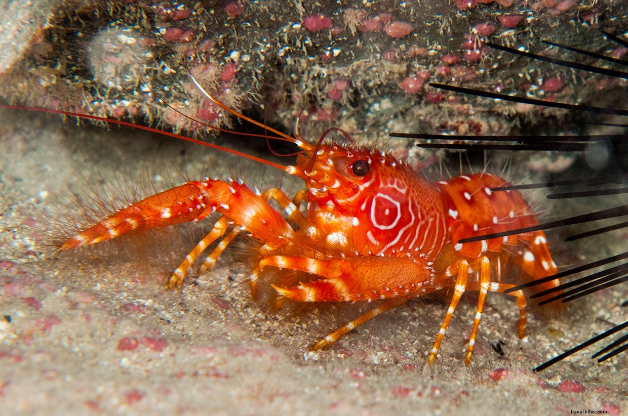Ascension Island: A Remote Volcanic Outpost in the South Atlantic