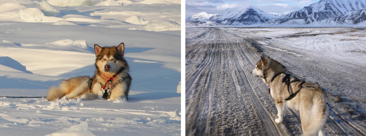 Journey to Svalbard’s Southern Wilderness: Endurance, Glaciers, and Polar Bears