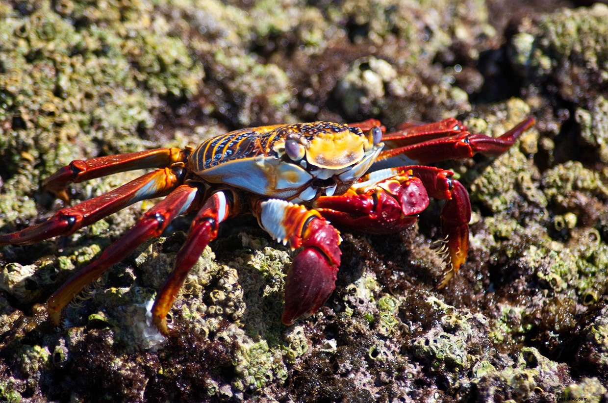 Isla Espíritu Santo: A Sacred Sanctuary of Humpback Whales and Volcanic Beauty