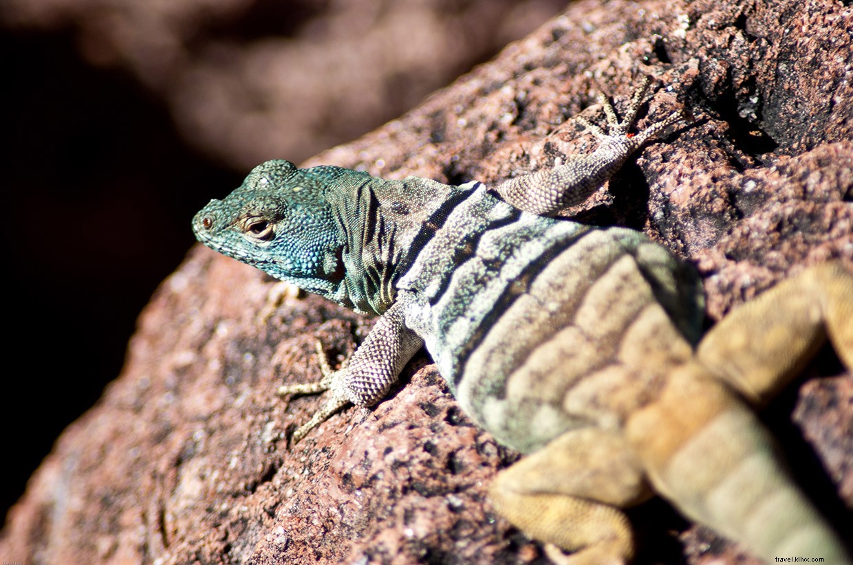 Isla Espíritu Santo: A Sacred Sanctuary of Humpback Whales and Volcanic Beauty