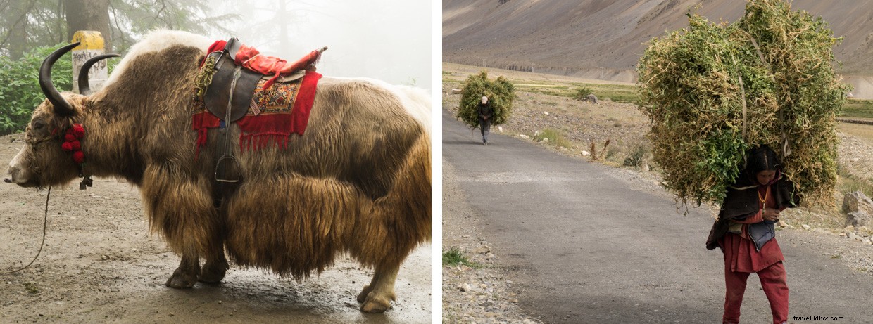 Discover Kinnaur: India s Scenic Valley of Smiles and Tradition