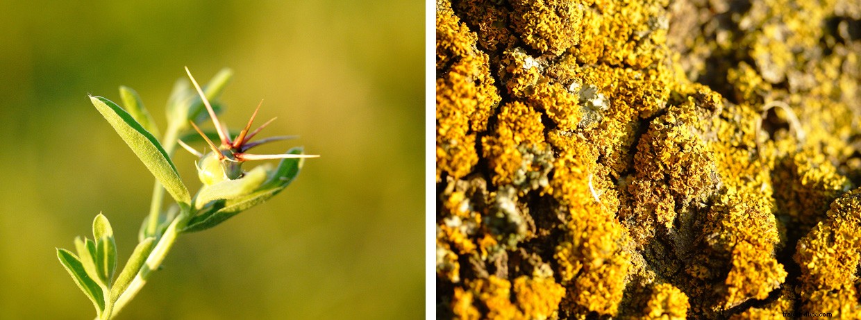 A Gift for the Darkness: A Wilderness Survival Tale