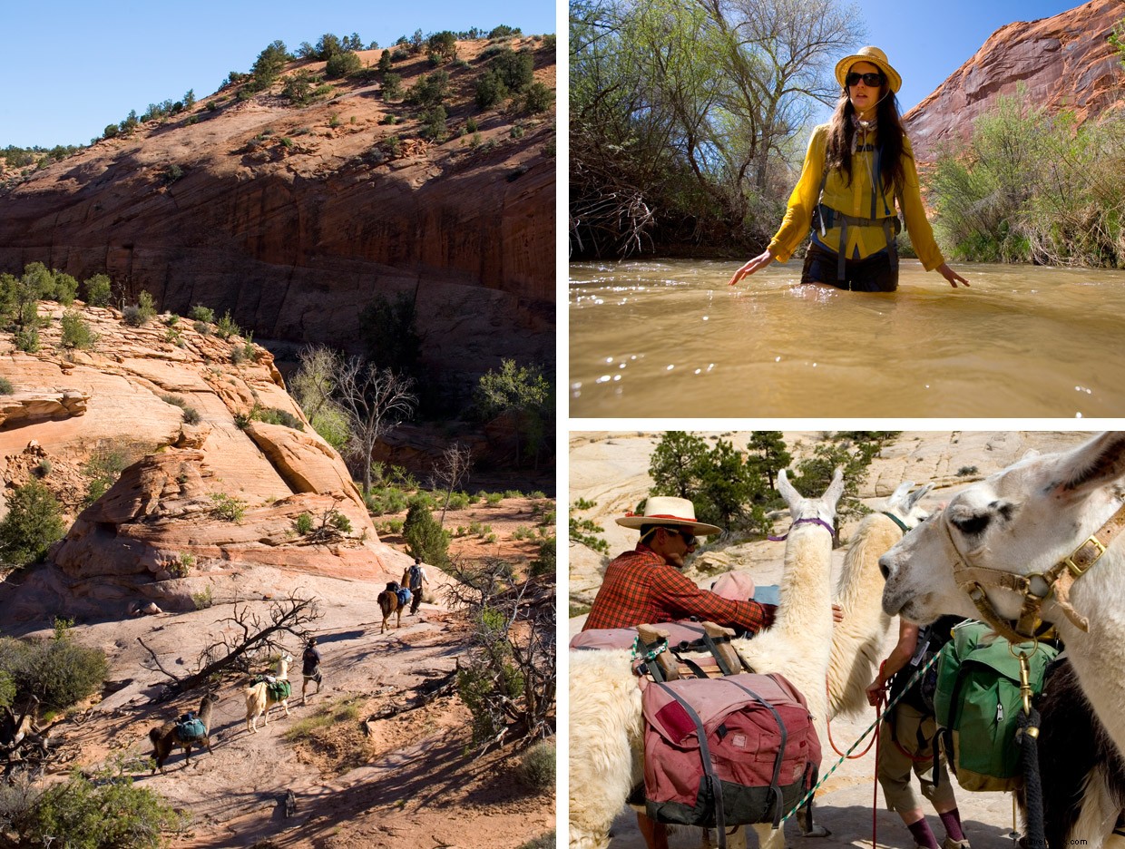 Desert Trek: Surviving a Cold Pool in a Canyon