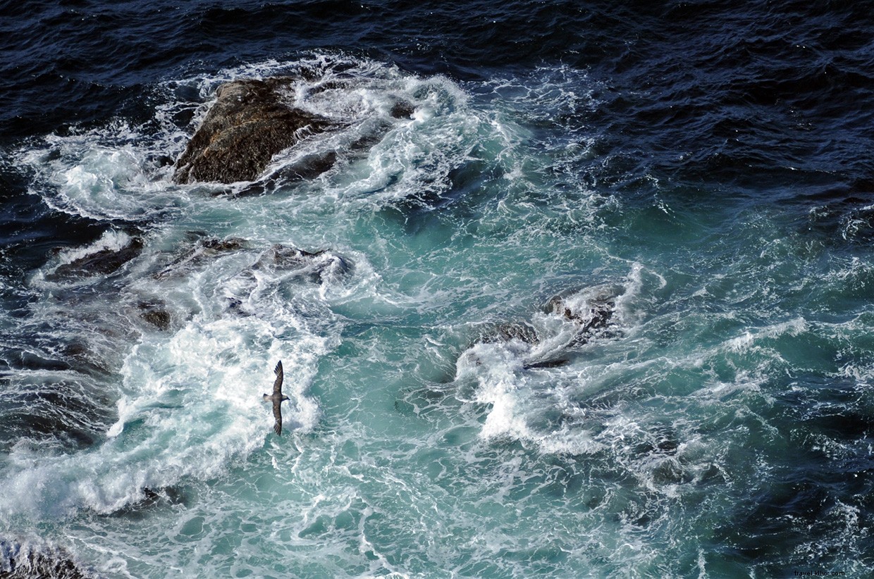 From Orcas to Gannets: A Journey Through the Shetland Isles