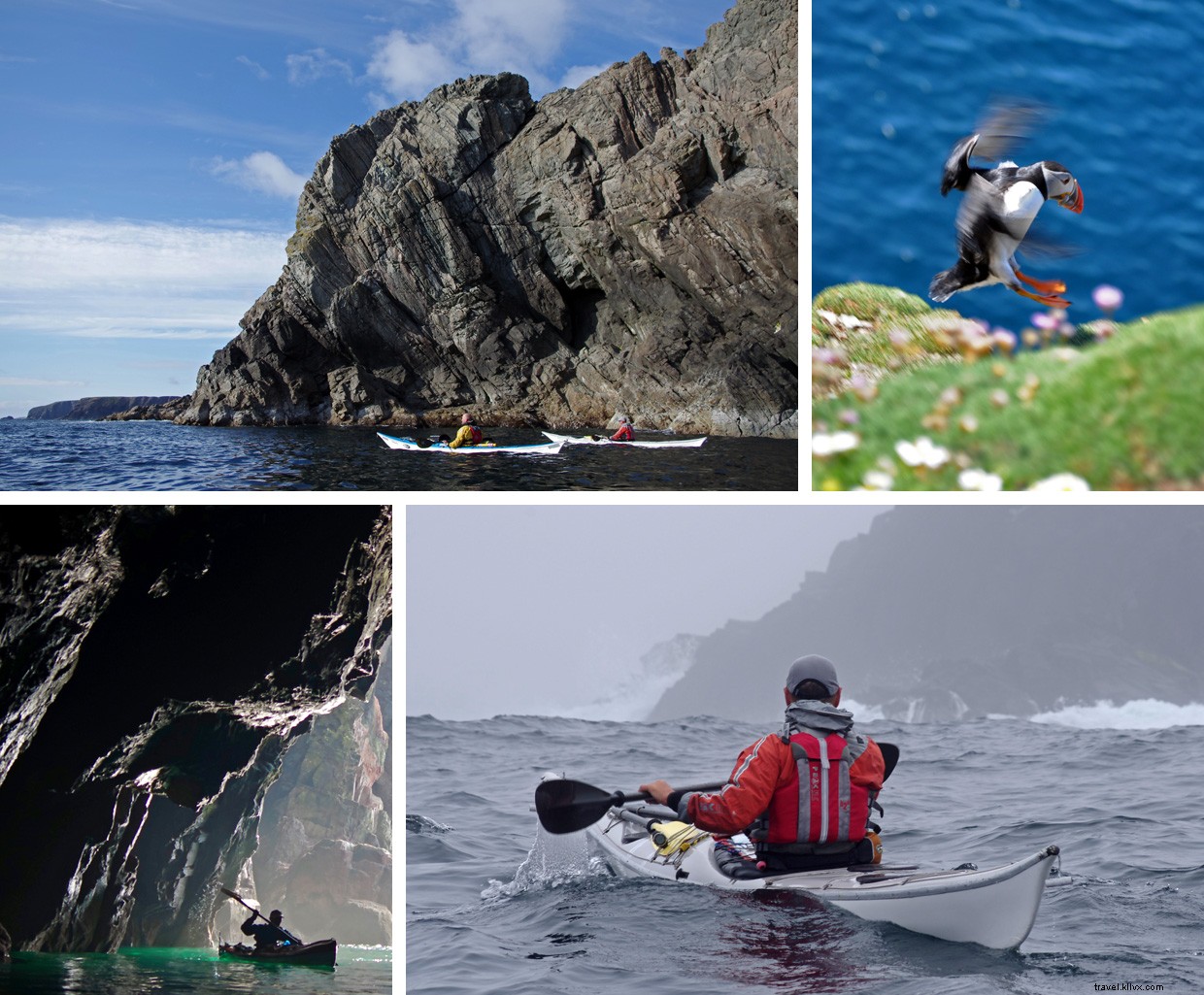 From Orcas to Gannets: A Journey Through the Shetland Isles