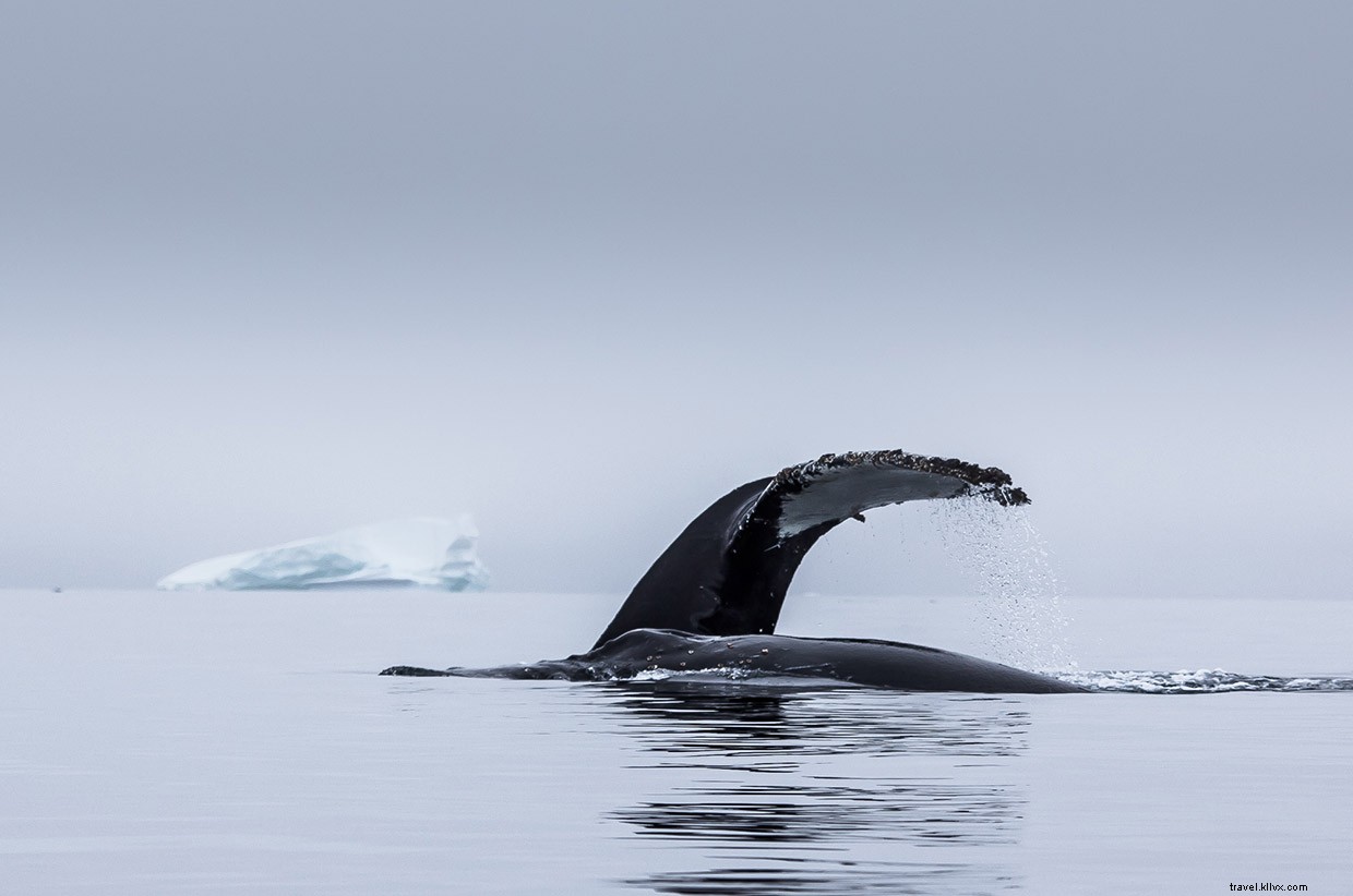 Wild Connections: An Intense Kayaking Survival Story