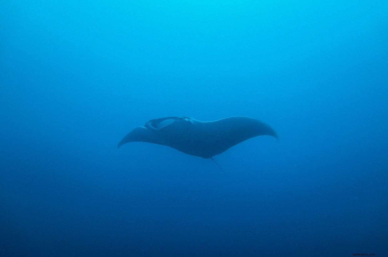 Discovering Mantas and Moken: An Immersive Dive Experience