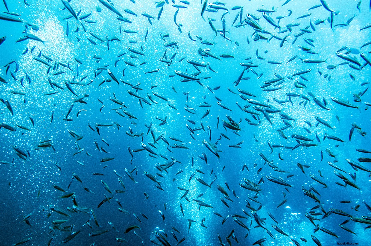 Discovering Mantas and Moken: An Immersive Dive Experience