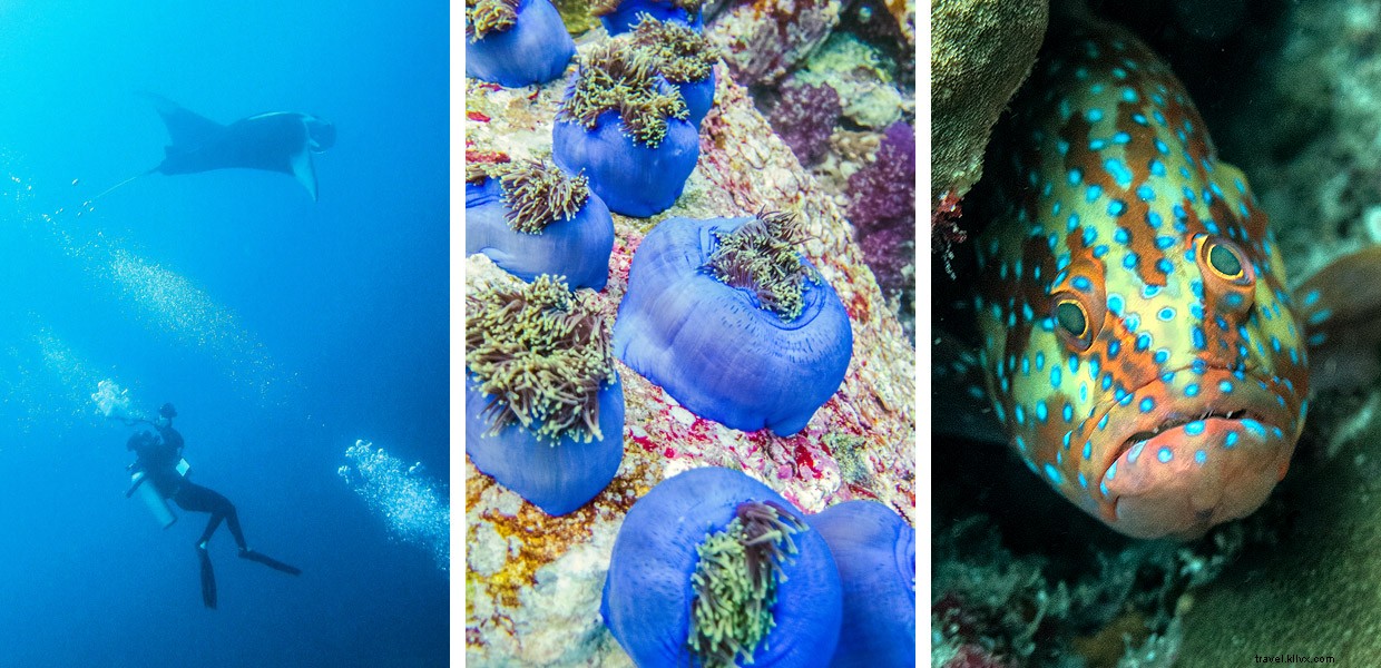 Discovering Mantas and Moken: An Immersive Dive Experience