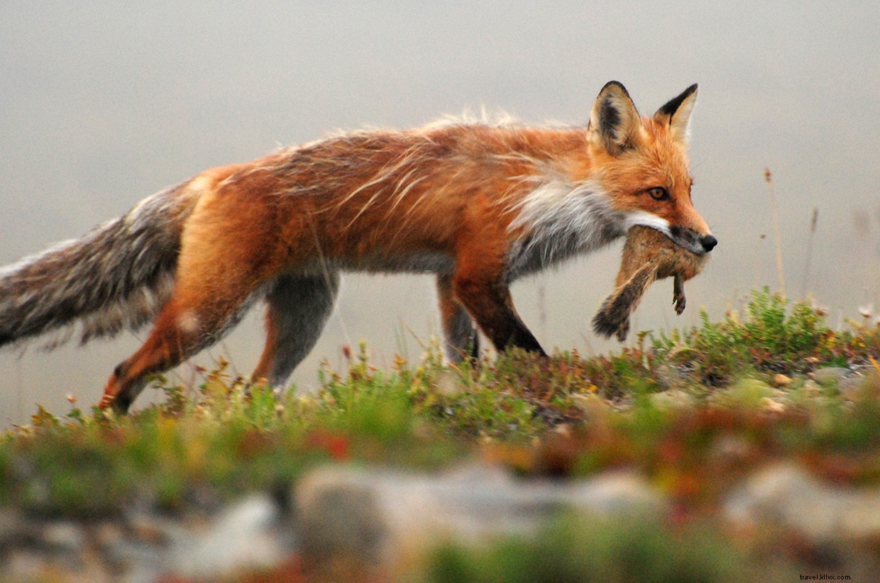 Explore Alaska’s Hidden Wilderness: Uncover the Untamed Tundra
