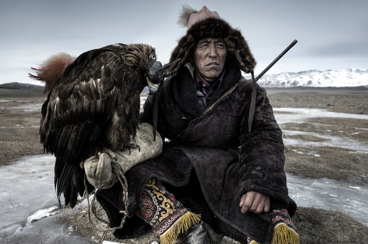 Winter Hunts: Golden Eagles Confront Wolves in Western Mongolia