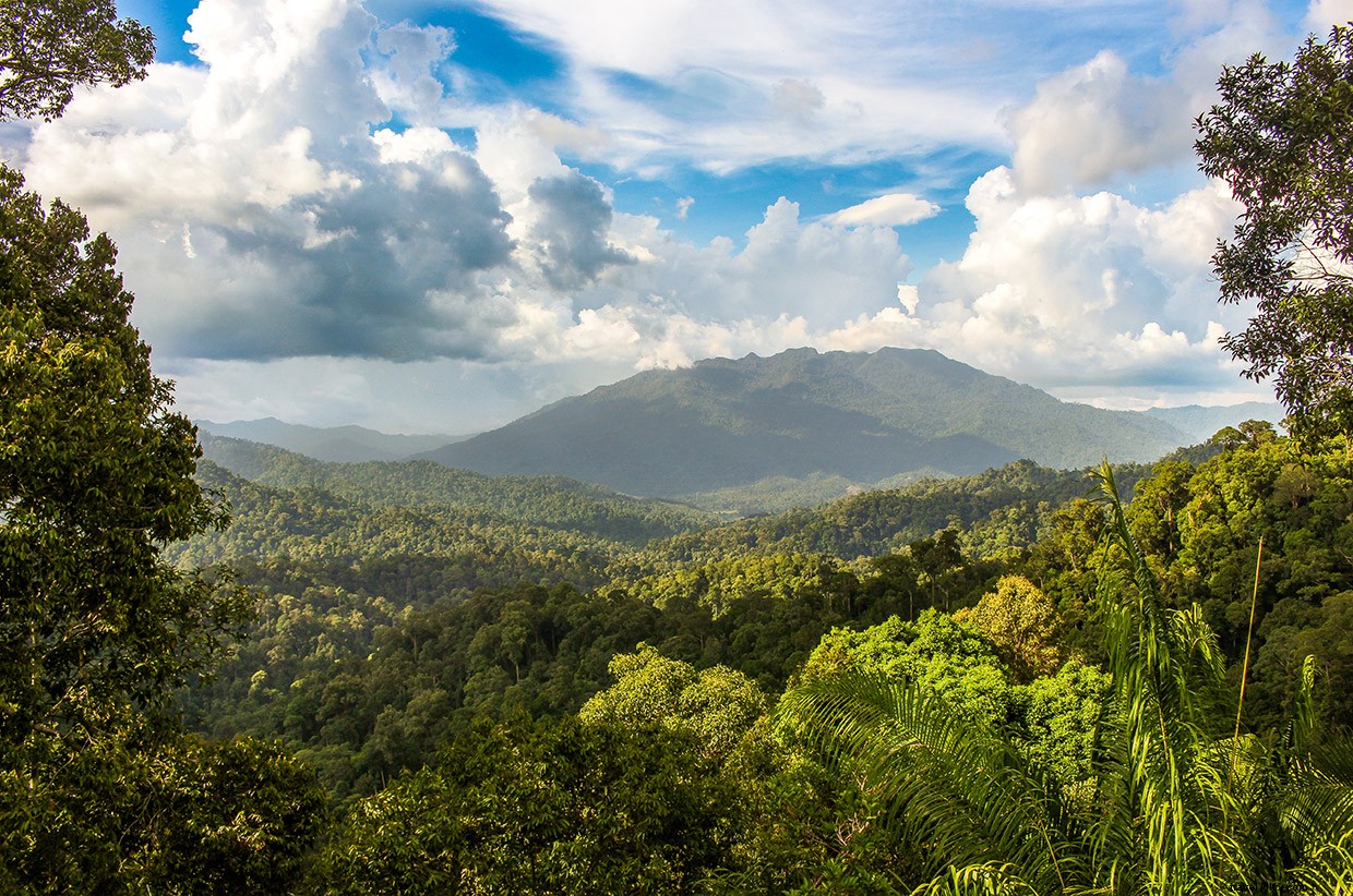 Exploring Borneo: A Walk Through Wilderness and Wildlife