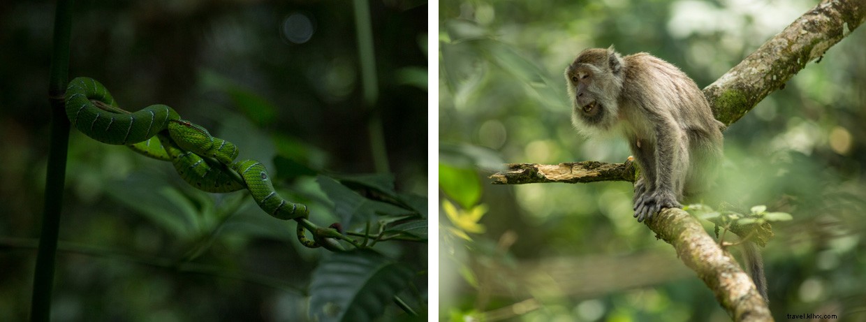 Unveiling Borneo s Secrets: A Deep Dive into the Rainforest and the Quest for Ora