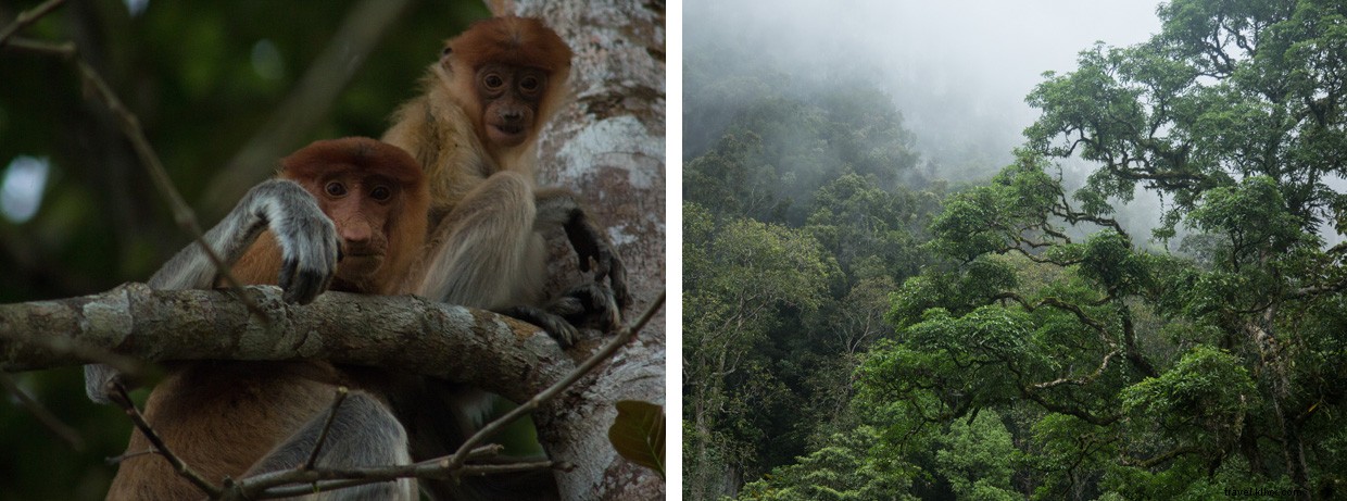 Unveiling Borneo s Secrets: A Deep Dive into the Rainforest and the Quest for Ora