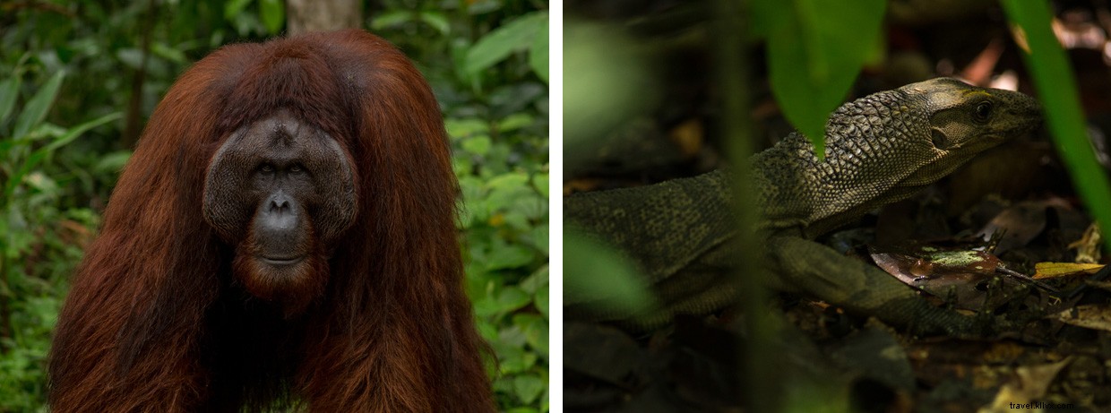 Unveiling Borneo s Secrets: A Deep Dive into the Rainforest and the Quest for Ora